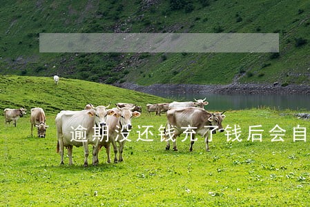 逾期没还钱充了钱后会自动扣款吗 逾期没还钱充了钱后会自动扣款吗
