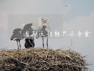 逾期没钱能只还本金 逾期没钱能只还本金