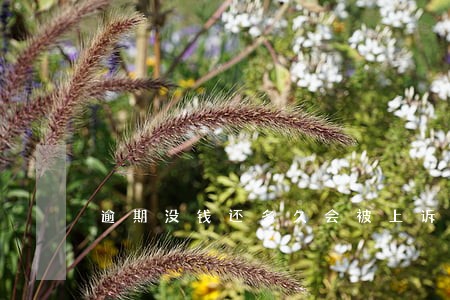 逾期没钱还多久会被上诉 逾期没钱还多久会被上诉