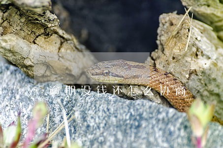逾期没钱还怎么协商 逾期没钱还怎么协商