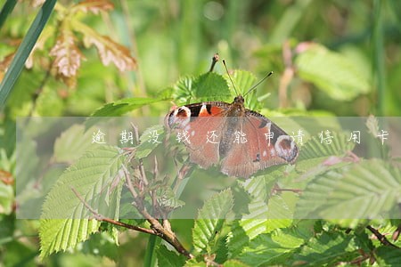 逾期没钱还能申请信用卡吗