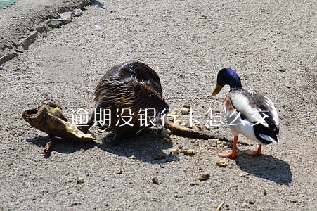 逾期没银行卡怎么交 逾期没银行卡怎么交