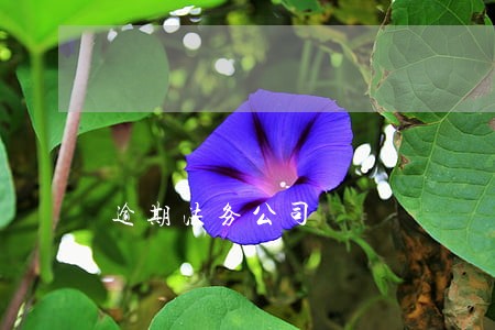 逾期法务公司
