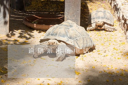 逾期派出所电话 逾期派出所电话