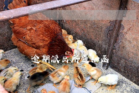 逾期派出所通知函