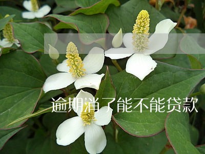 逾期消了能不能贷款 逾期消了能不能贷款