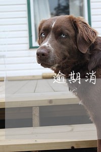 逾期消了还会上征信吗 逾期消了还会上征信吗