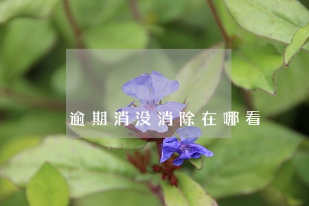 逾期消没消除在哪看 逾期消没消除在哪看