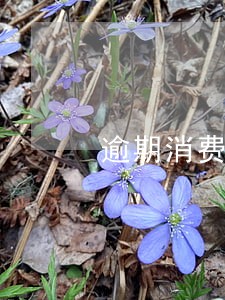 逾期消费账单是什么意 逾期消费账单是什么意