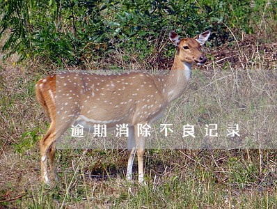 逾期消除不良记录 逾期消除不良记录