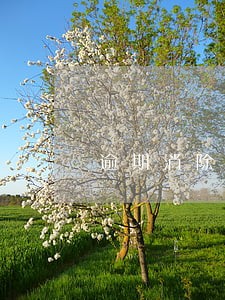 逾期消除收费标准 逾期消除收费标准