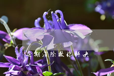 逾期消除教你解决 逾期消除教你解决