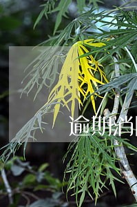 逾期消除申请怎么写 逾期消除申请怎么写