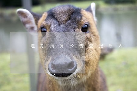 逾期清算公告登报原因 逾期清算公告登报原因