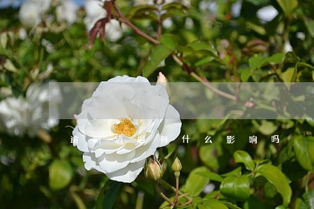 逾期清退有什么影响吗