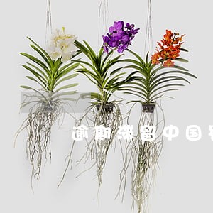 逾期滞留中国罚款