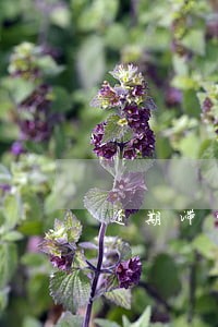 逾期滞留埃及后果严重吗 逾期滞留埃及后果严重吗