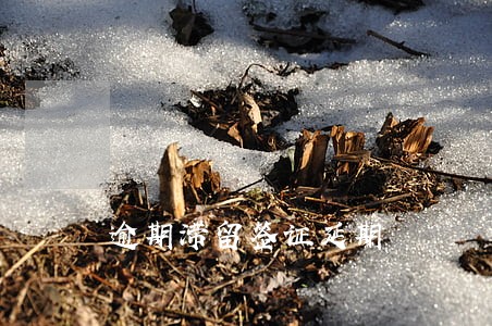 逾期滞留签证延期 逾期滞留签证延期