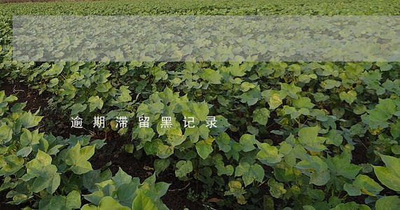 逾期滞留黑记录 逾期滞留黑记录