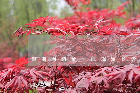 逾期滞纳金一般规定多少钱
