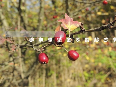 逾期滞纳金不能超过多少 逾期滞纳金不能超过多少
