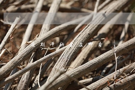 逾期滞纳金在哪看 逾期滞纳金在哪看