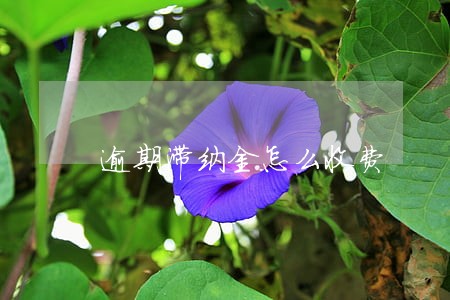 逾期滞纳金怎么收费 逾期滞纳金怎么收费