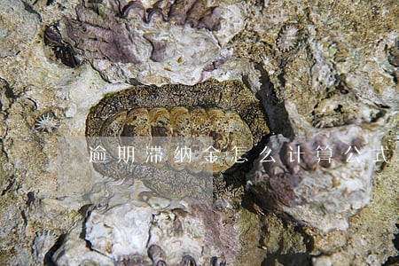逾期滞纳金怎么计算公式
