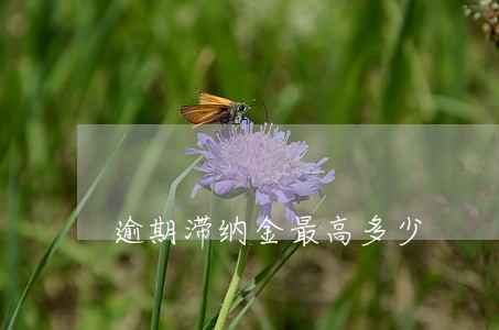 逾期滞纳金最高多少 逾期滞纳金最高多少