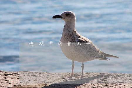 逾期滞纳金比例 逾期滞纳金比例