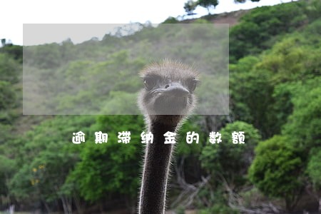 逾期滞纳金的数额 逾期滞纳金的数额