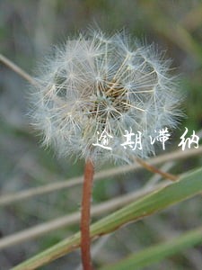 逾期滞纳金的计算 逾期滞纳金的计算