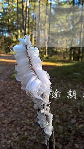 逾期滞纳金能免除吗
