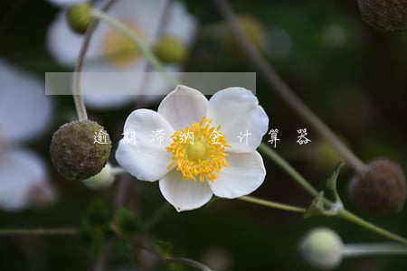 逾期滞纳金计算器 逾期滞纳金计算器
