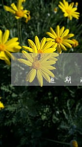 逾期满两年还清了可以房贷吗
