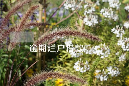 逾期烂户借款 逾期烂户借款