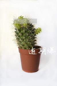 逾期爆发的后果 逾期爆发的后果