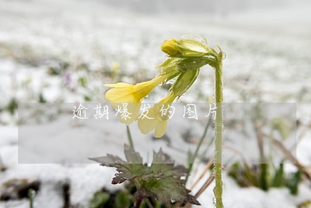 逾期爆发的图片 逾期爆发的图片