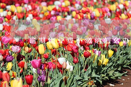 逾期物业费不缴纳怎么办 逾期物业费不缴纳怎么办