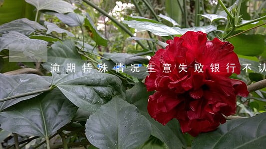 逾期特殊情况生意失败银行不认可