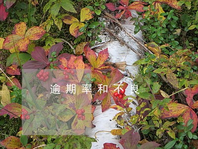 逾期率和不良 逾期率和不良