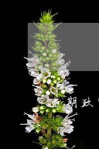 逾期玖富五万 逾期玖富五万