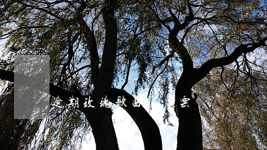 逾期玫瑰歌曲百度云 逾期玫瑰歌曲百度云