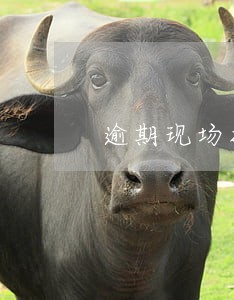 逾期现场报税带什么证件 逾期现场报税带什么证件