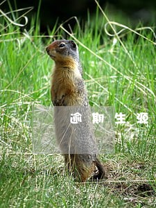 逾期生源地贷款十天 逾期生源地贷款十天