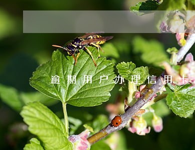 逾期用户办理信用卡