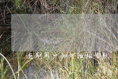 逾期用户如何轻松借款 逾期用户如何轻松借款