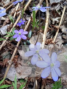 逾期用户怎么判刑 逾期用户怎么判刑