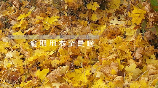 逾期用本金是啥 逾期用本金是啥