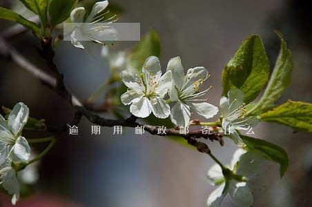 逾期用邮政邮寄什么 逾期用邮政邮寄什么